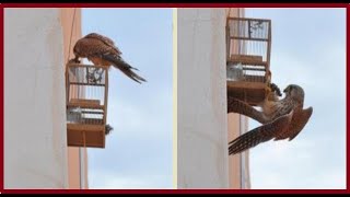 Vida Del Chimango Y Cómo Evitar Aves De Rapiña [upl. by Beau]