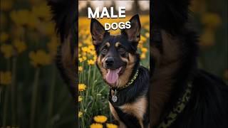 Top 10 manly names for dogs😉 [upl. by Ced]