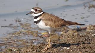 Chorlo Tildío Charadrius vociferus [upl. by Dianthe]