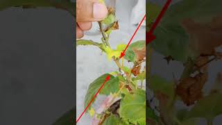 shorts MEALY BUG TREATMENT  Simple solution for mealy bug white insects  Simple Aphids Sol [upl. by Gnihc317]