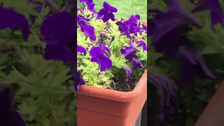 Petunia Flowers gardening beautiful floweringplant  Litha’s Passion World [upl. by Warga]