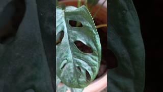 Monstera plant in my balcony garden 😍 [upl. by Niwrad]