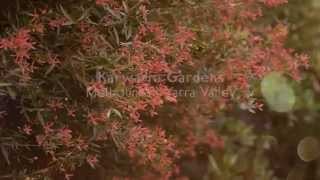 Karwarra Australian Native Plant Garden  Melbournes Dandenong Ranges [upl. by Vento]