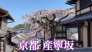 2023年3月20日 【京都の満開の🌸桜】産寧坂のしだれ桜を歩く Sannenzaka PathKyoto 【4K】 [upl. by Hennebery853]