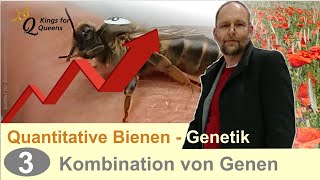 Bienen  Zucht und quantitative Genetik  Teil 3 Kombinationseignung von Genen [upl. by Atoked]