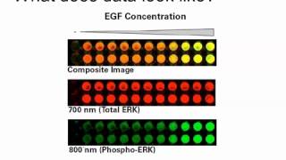 Rethinking the Traditional Western Blot with Wntbeta‑Catenin Pathway Example [upl. by Zaraf]