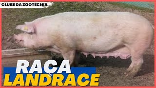 Conheça a raça LANDRACE [upl. by Rochemont]