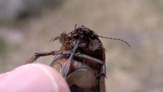 Predaceous Diving Beetle Dytiscidae Cybister fimbriolatus Male in Hand [upl. by Rem]