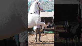 Nukra ghoda horse marwarihorse stallion studfarm topquality nukri nukra horseriding [upl. by Naejamron]