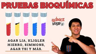 PRUEBAS BIOQUIMICAS Microbiología Pruebas Bioquimicas identificación bacteriana Pruebas Bioquimicas [upl. by Flodnar763]