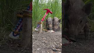 Amazing Skill Building wild boar trap From Hammer skilltrap animals camping shorts [upl. by Aisatna357]