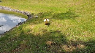 Angry Hissing Goose attacks me [upl. by Wildee]