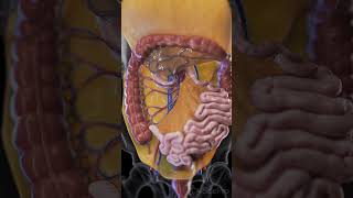 Discover the Mesentery The Unsung Hero of the Digestive System anatomy animation [upl. by Nette]