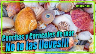 Conchas y Caracoles de Mar No te los lleves a casa [upl. by Macario787]