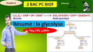 Résumé  La glycolyse svt 2 bac pc biof أسهل ملخص بالداريجة [upl. by Tenenbaum]