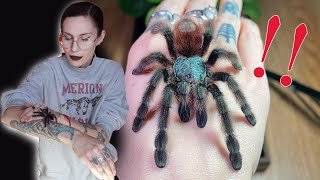 BonBon ESCAPED and I am NOT surprised Arboreal tarantula rehousing [upl. by Hurley747]