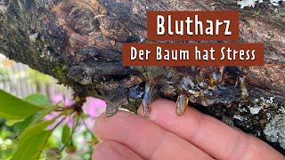 Kirschbaum blutet und trägt keine Früchte Das hilft  MDR Garten [upl. by Mellisent]