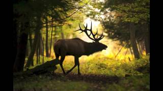 A look at Pennsylvanias elk herds [upl. by Lleraj]