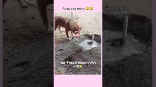 Rock dog mistri 😂😅trendingshorts funny youtubeshorts [upl. by Aicened]