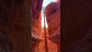 Navajo Loop Trail  Stunning Hike in Bryce Canyon National Park [upl. by Atalanta]