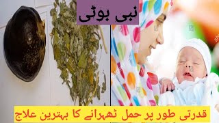 How to use nabi booti to concieve nabi booti ka istemal for pregnancy cooking with Fajar Fatima [upl. by Krueger94]