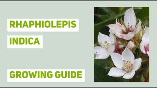 Rhaphiolepis indica Indian Hawthorn Growing Guide [upl. by Eusassilem]