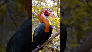 Why Narcondam HORNBILL is About to Become Your New Favorite Bird [upl. by Timus]