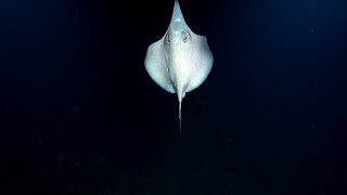 Stingray Shows Off for ROV Hercules  Nautilus Live [upl. by Peckham]