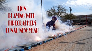 Lion dance playing with firecrackers  Lunar New Year Dragon 2024 [upl. by Anilrats]