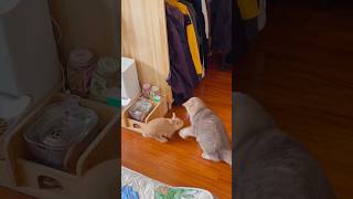 Cats vs rabbits funnyshorts funny catvideos cat funnypetslife catfunny pets foryou animal [upl. by Stempien]