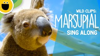 Marsupial SingAlong  Wild Clips Sesame Studios [upl. by Scarlett]