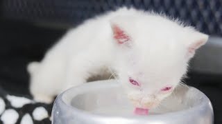 Rare Albino Jaguarundi Cub Found in Colombia [upl. by Ozner]