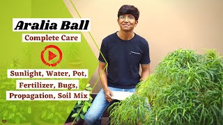 Aralia Ball Complete Plant Care  Golden Aralia  Sunlight Water Pot etcetera [upl. by Aisatan]