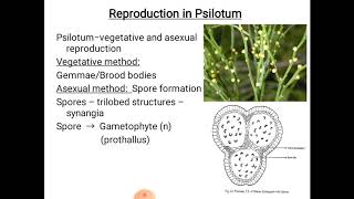 Psilotum  reproduction [upl. by Adianes]