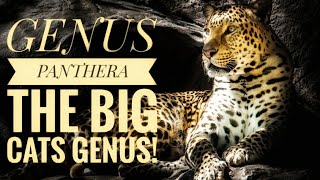 Genus Panthera  The big cats genus [upl. by Hinson491]