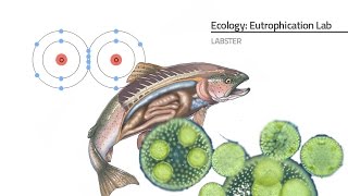 Labster Virtual Lab Eutrophication Simulation [upl. by Noynek277]