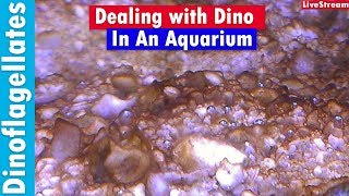 Dinoflagellates in you Saltwater Reef Tank  How to kill dino in your aquarium [upl. by Clem]