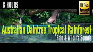 Australian Tropical Rainforest  Rain and Wildlife Sounds  Sleep Meditation Insomnia Relaxation [upl. by Daniel699]