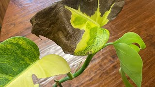 How to cure browning or dying leaves on Monstera albo aurea or Thai constellation ￼ [upl. by Mulderig]