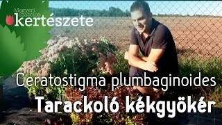 Tarackoló kékgyökér  Ceratostigma plumbaginoides  Évelőkertészet növényrendelés [upl. by Flem661]