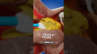 Voici comment nettoyer vos oreilles en toute sécurité 👂 animation Zack D Films [upl. by Noreg]