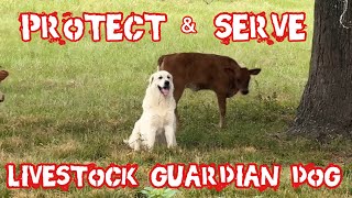 Rescue LIVESTOCK GUARDIAN DOG [upl. by Etnwahs]