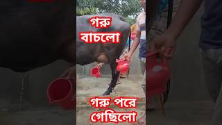 গরুটি আল্লাহ্ রহমতে বেচে গেলো । গরু ছাগলের দাম। waz reel reels cow গরু sorts trending sort [upl. by Pattani114]