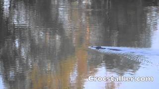 Crocodile swimming [upl. by Nolaf]