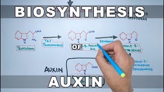 Biosynthesis of Auxin [upl. by Jeanette]