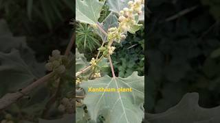 Xanthium Plant shorts shortsvideo shortfeed [upl. by Yirinec]