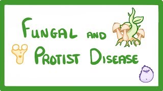 GCSE Biology  How A Mushroom Can Kill You  Fungal and Protist Disease 35 [upl. by Daas]