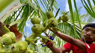 Coconut Farming in the Philippines Hybrid Dwarf Coconut Bakit napaka Dami Mamunga [upl. by Marion]