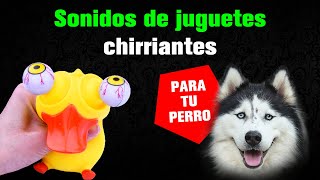 Sonidos de Juguetes Chirriantes para Atraer tu Perro [upl. by Yelahc18]