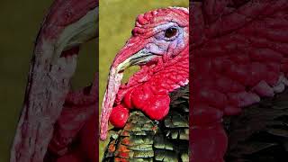 Turkey Sound Effect Gobble Gobble Noises shorts [upl. by Pulchi985]